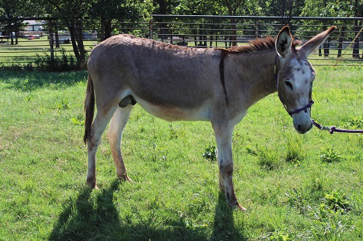 Wonky the Donkey